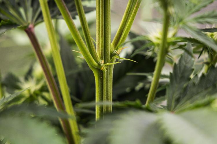 Atlas F1 - Farm #20. Week 4 - Atlas F1 - Day 28.