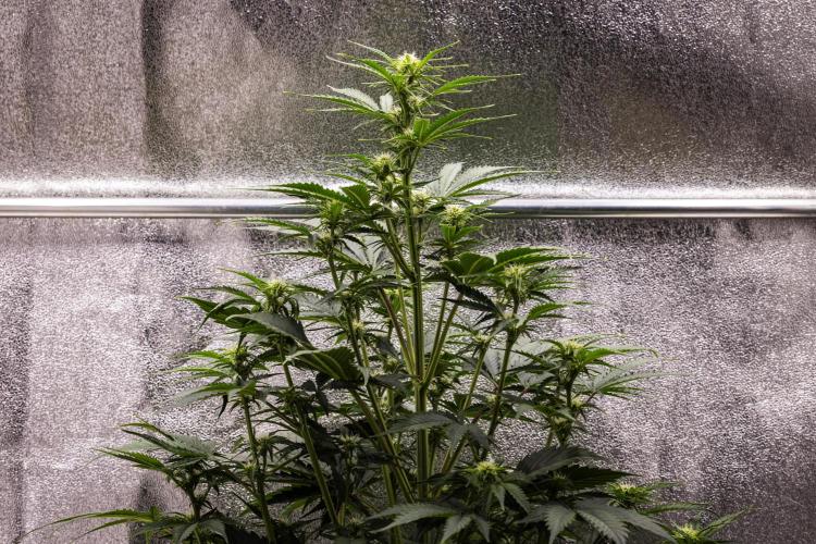 Atlas F1 - Farm #20. Week 4 - Atlas F1 - Day 28.