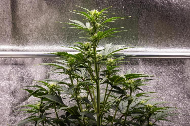 Atlas F1 - Farm #20. Week 4 - Atlas F1 - Day 28.