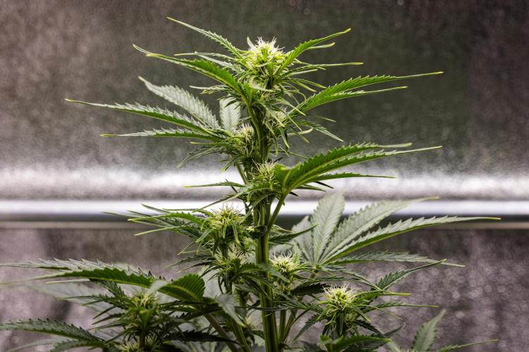 Atlas F1 - Farm #20. Week 4 - Atlas F1 - Day 28.