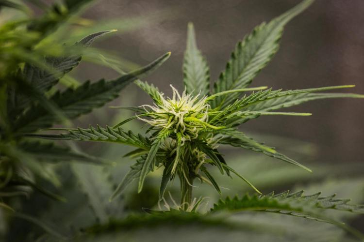 Atlas F1 - Farm #20. Week 4 - Atlas F1 - Day 28.