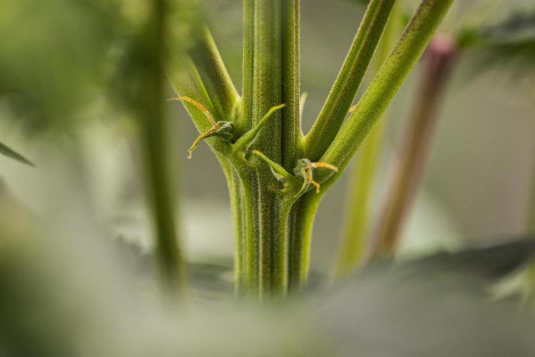 Atlas F1 - Farm #20. Week 4 - Atlas F1 - Day 28.