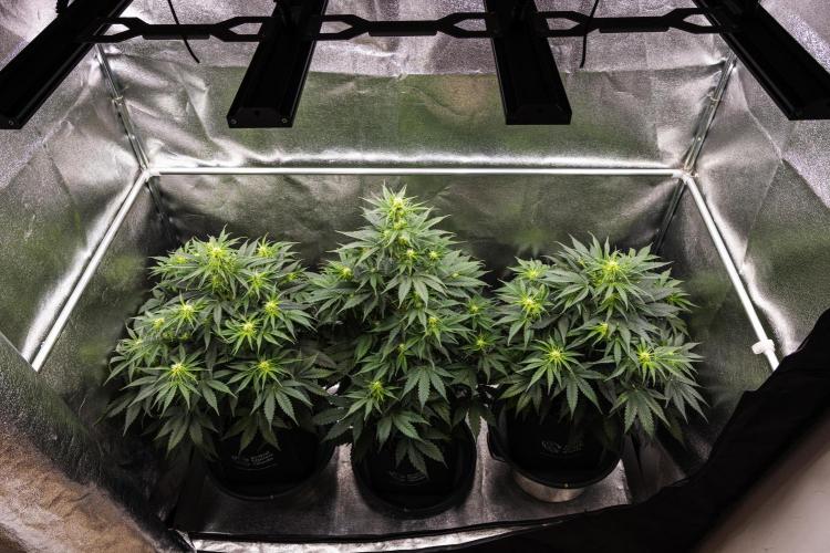 Gaia F1 - Farm #20. Week 4 - Butterflies Little Farm - Week 4.