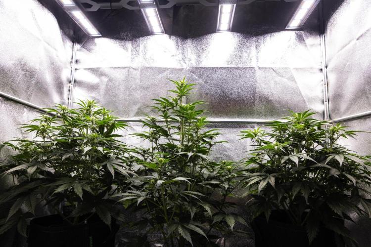 Gaia F1 - Farm #20. Week 4 - Butterflies Little Farm - Week 4.