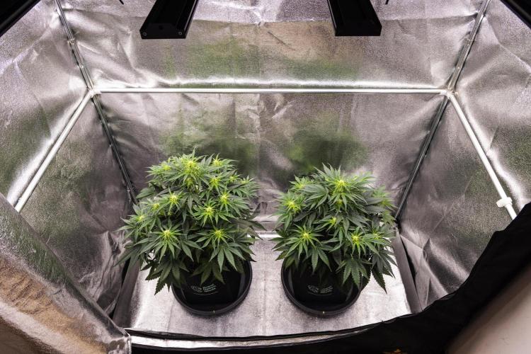 Gaia F1 - Farm #20. Week 4 - Gaia F1 - Week 4.