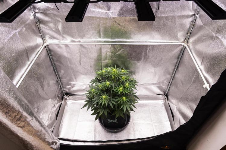 Gaia F1 - Farm #20. Week 4 - Gaia F1 - Day 28.