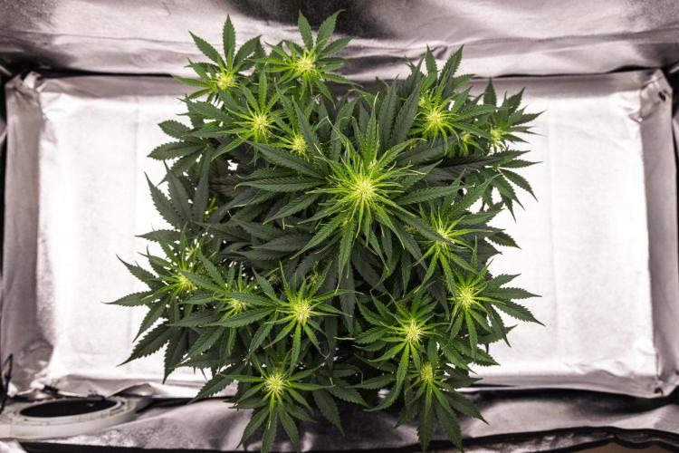 Gaia F1 - Farm #20. Week 4 - Gaia F1 - Day 28.