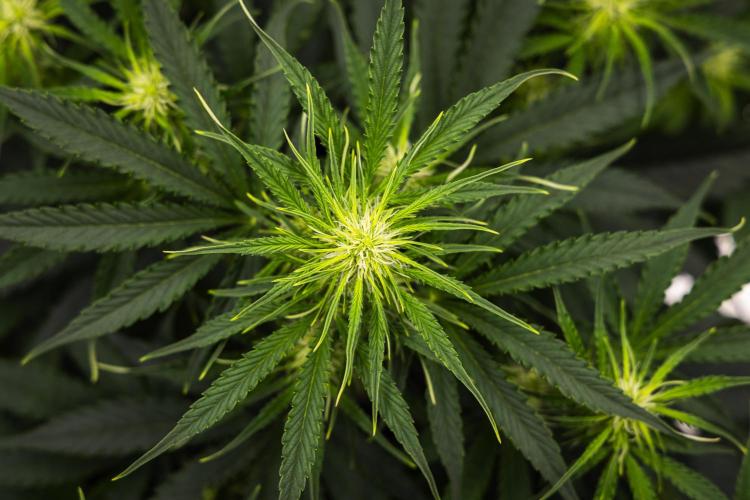 Gaia F1 - Farm #20. Week 4 - Gaia F1 - Day 28.