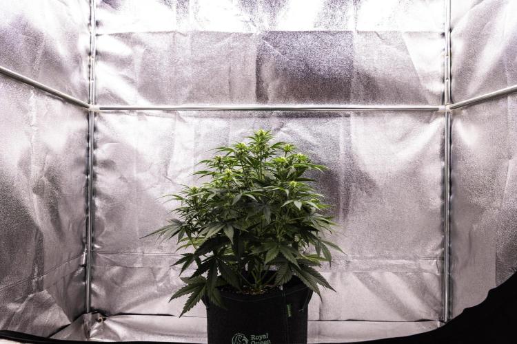 Gaia F1 - Farm #20. Week 4 - Gaia F1 - Day 28.