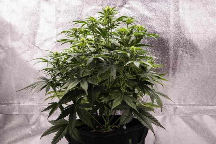 Gaia F1 - Farm #20. Week 4 - Gaia F1 - Day 28.