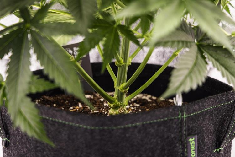 Gaia F1 - Farm #20. Week 4 - Gaia F1 - Day 28.