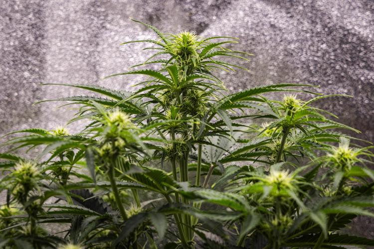 Gaia F1 - Farm #20. Week 4 - Gaia F1 - Day 28.