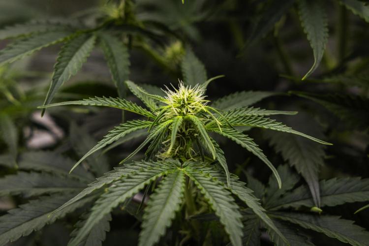 Gaia F1 - Farm #20. Week 4 - Gaia F1 - Day 28.