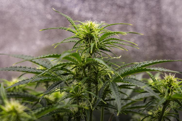 Gaia F1 - Farm #20. Week 4 - Gaia F1 - Day 28.