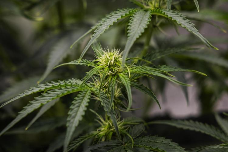 Gaia F1 - Farm #20. Week 4 - Gaia F1 - Day 28.