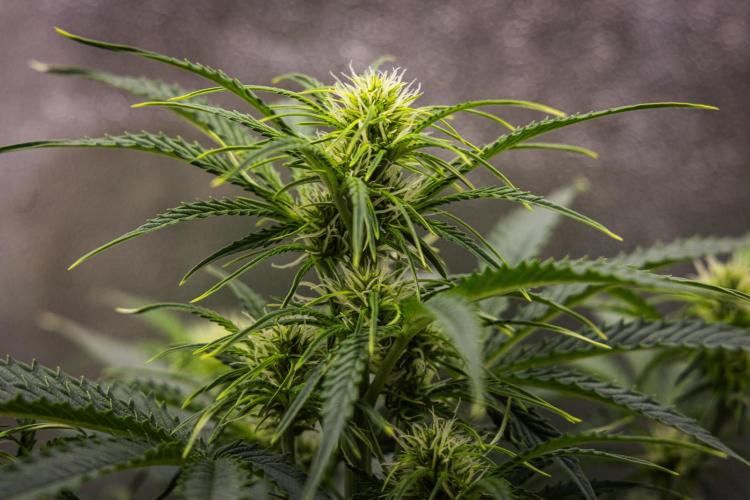 Gaia F1 - Farm #20. Week 4 - Gaia F1 - Day 28.