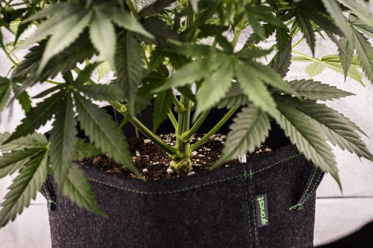 Gaia F1 - Farm #20. Week 4 - Gaia F1 - Day 28.