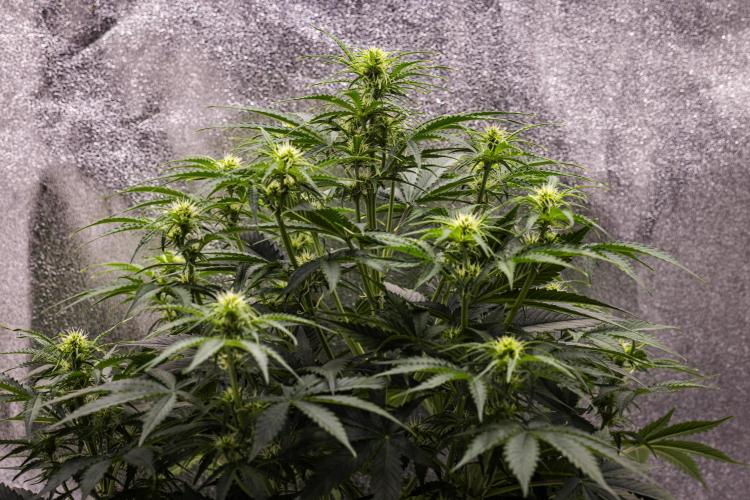 Gaia F1 - Farm #20. Week 4 - Gaia F1 - Day 28.