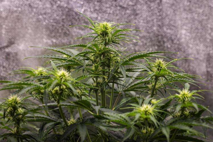 Gaia F1 - Farm #20. Week 4 - Gaia F1 - Day 28.