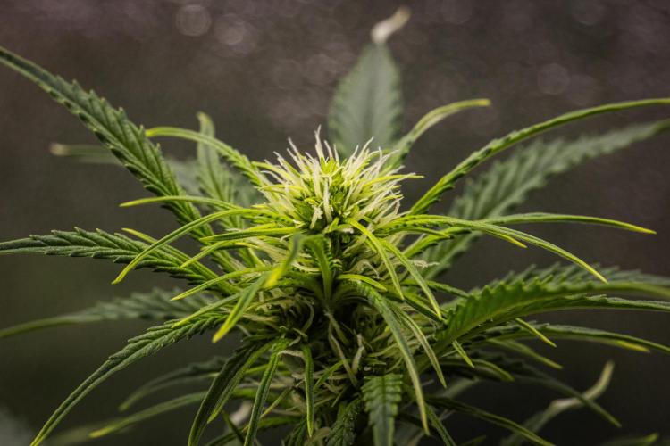 Gaia F1 - Farm #20. Week 4 - Gaia F1 - Day 28.