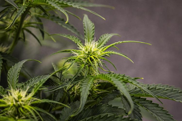 Gaia F1 - Farm #20. Week 4 - Gaia F1 - Day 28.