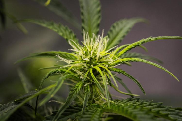 Gaia F1 - Farm #20. Week 4 - Gaia F1 - Day 28.