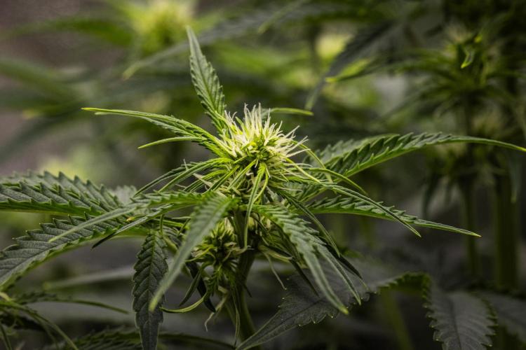 Gaia F1 - Farm #20. Week 4 - Gaia F1 - Day 28.