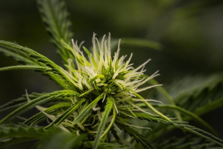 Gaia F1 - Farm #20. Week 4 - Gaia F1 - Day 28.