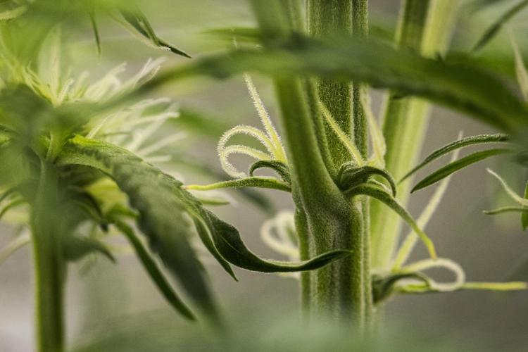 Gaia F1 - Farm #20. Week 4 - Gaia F1 - Day 28.