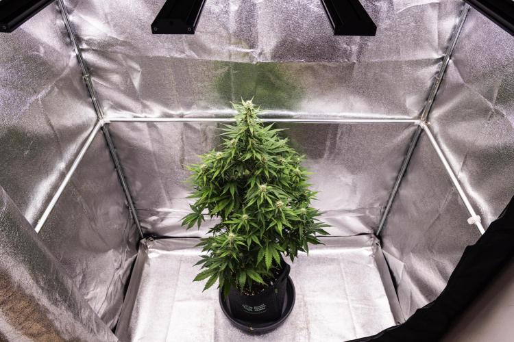 Atlas F1 - Farm #20. Week 5 - Atlas F1 - Day 35.