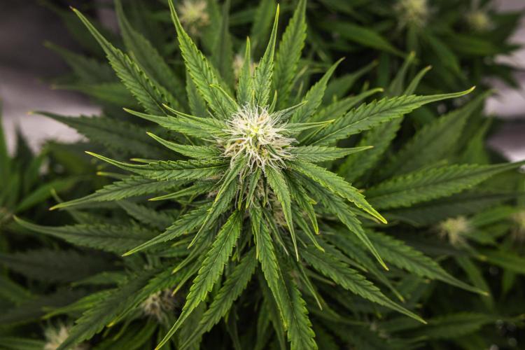 Atlas F1 - Farm #20. Week 5 - Atlas F1 - Day 35.