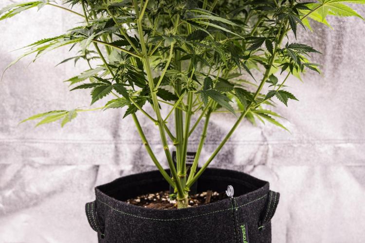 Atlas F1 - Farm #20. Week 5 - Atlas F1 - Day 35.