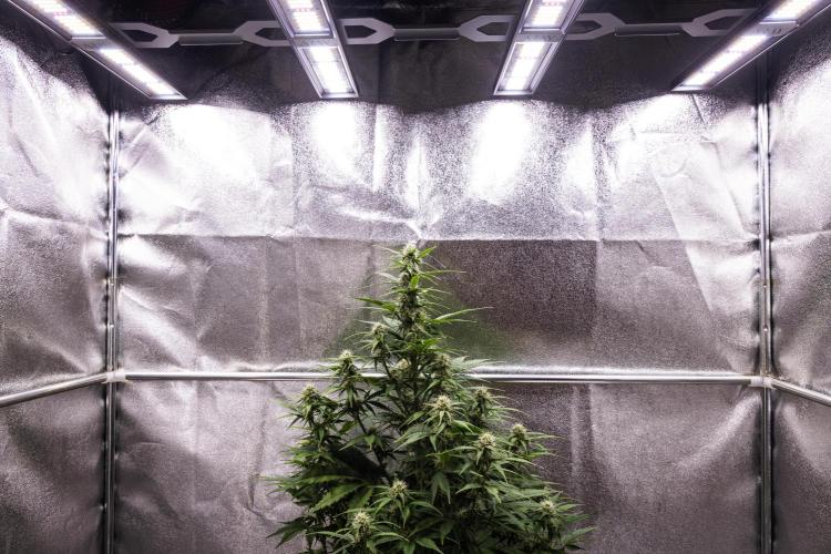 Atlas F1 - Farm #20. Week 5 - Atlas F1 - Day 35.