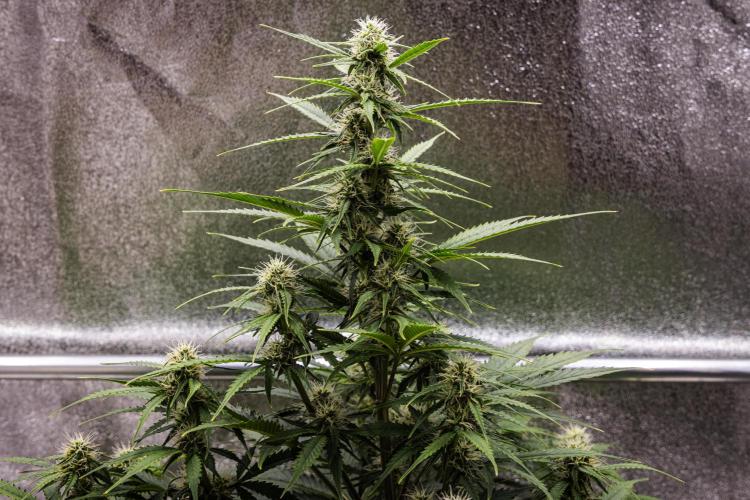 Atlas F1 - Farm #20. Week 5 - Atlas F1 - Day 35.