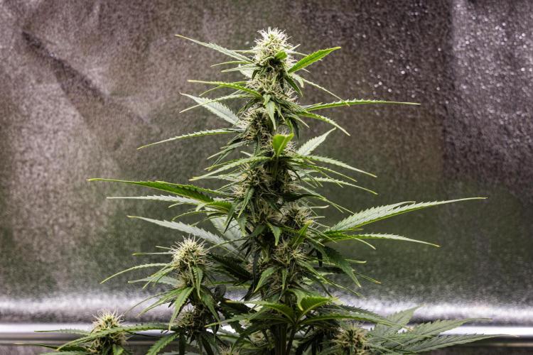 Atlas F1 - Farm #20. Week 5 - Atlas F1 - Day 35.