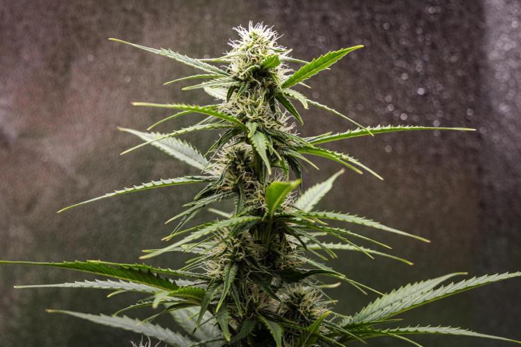 Atlas F1 - Farm #20. Week 5 - Atlas F1 - Day 35.