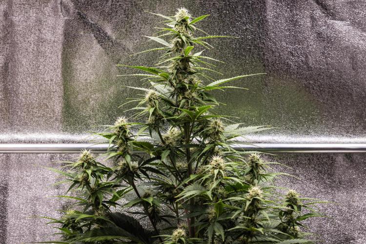 Atlas F1 - Farm #20. Week 5 - Atlas F1 - Day 35.