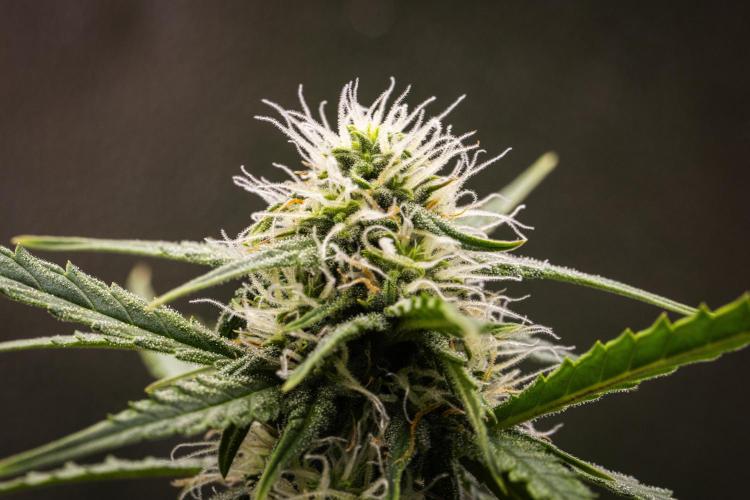 Atlas F1 - Farm #20. Week 5 - Atlas F1 - Day 35.