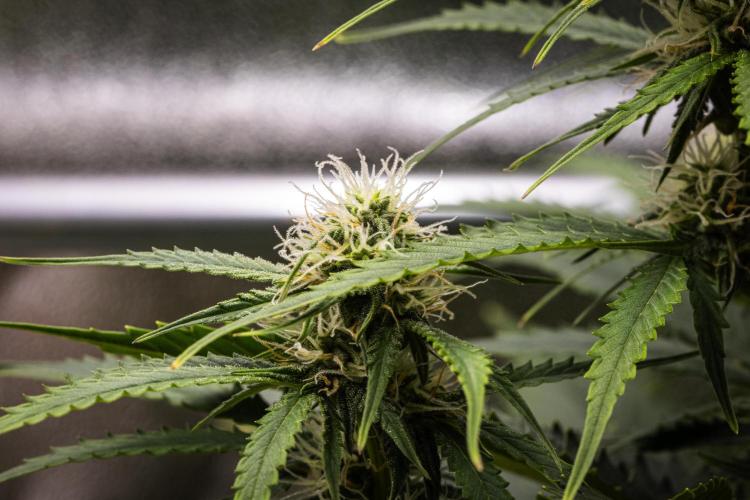 Atlas F1 - Farm #20. Week 5 - Atlas F1 - Day 35.