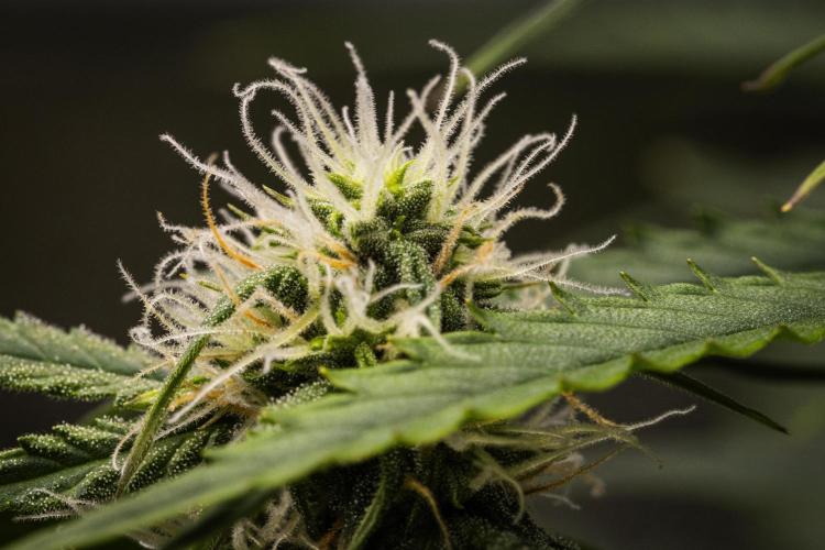 Atlas F1 - Farm #20. Week 5 - Atlas F1 - Day 35.