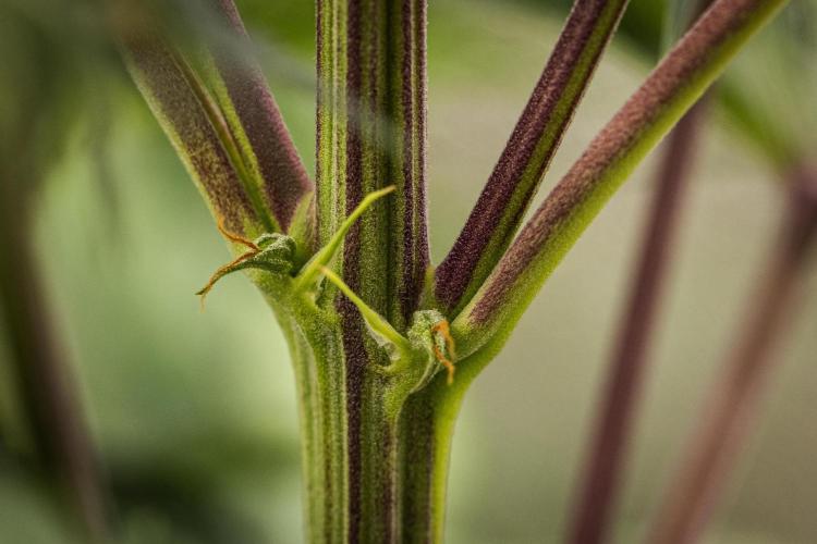 Atlas F1 - Farm #20. Week 5 - Atlas F1 - Day 35.