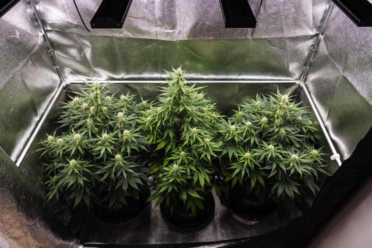 Gaia F1 - Farm #20. Week 5 - Butterflies Little Farm - Week 5.