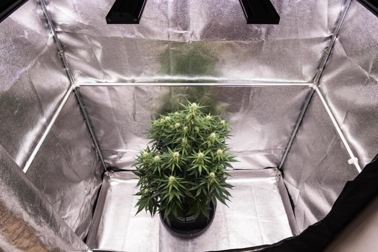 Gaia F1 - Farm #20. Week 5 - Gaia F1 - Day 35.