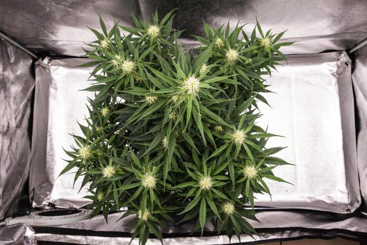 Gaia F1 - Farm #20. Week 5 - Gaia F1 - Day 35.