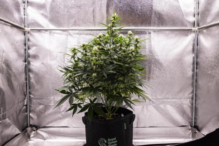 Gaia F1 - Farm #20. Week 5 - Gaia F1 - Day 35.