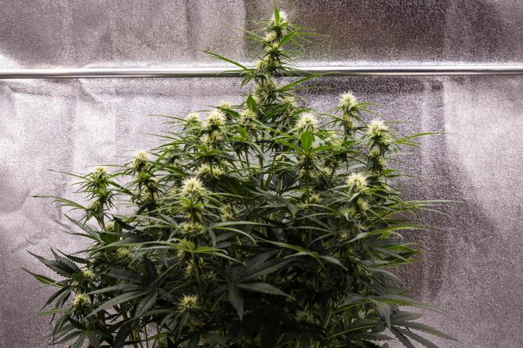 Gaia F1 - Farm #20. Week 5 - Gaia F1 - Day 35.