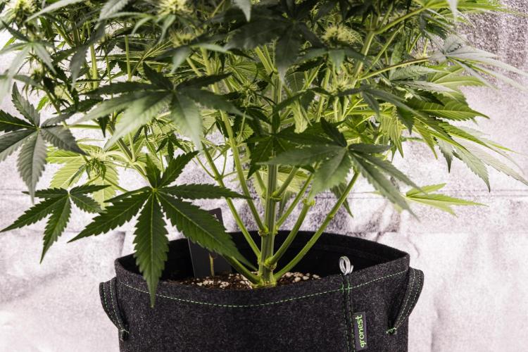 Gaia F1 - Farm #20. Week 5 - Gaia F1 - Day 35.