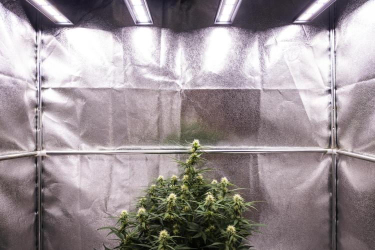 Gaia F1 - Farm #20. Week 5 - Gaia F1 - Day 35.