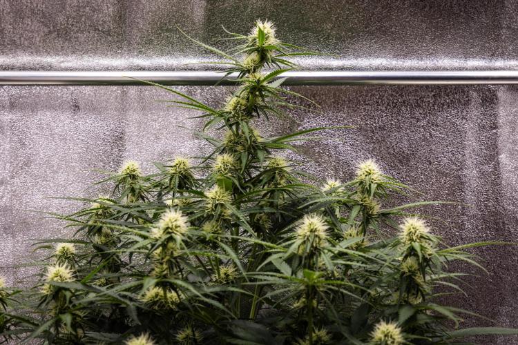 Gaia F1 - Farm #20. Week 5 - Gaia F1 - Day 35.