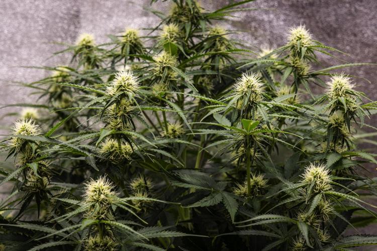 Gaia F1 - Farm #20. Week 5 - Gaia F1 - Day 35.